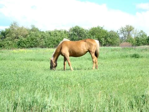 Horse Stock Photos