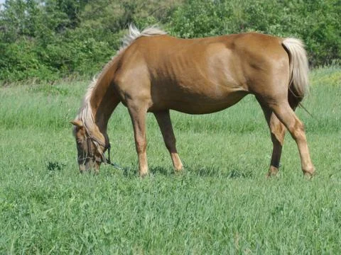Horse Foto stock