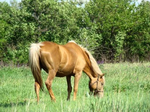 Horse Stock-Fotos