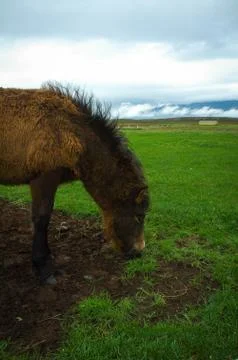 Horse Stock Photos