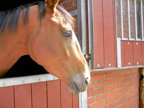 Horse 库存照片