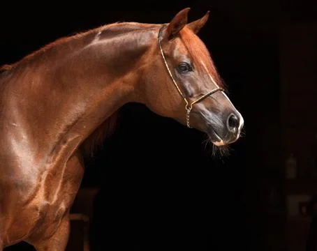 Horse Stock Photos
