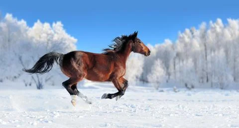 Horse Stock Photos