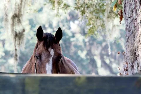 Horse Stock Photos