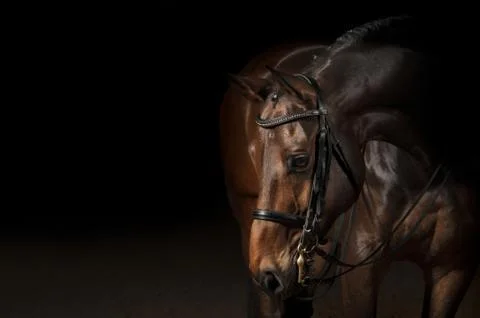 Horse Stock Photos
