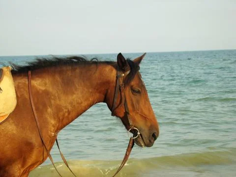 Horse Stock-Fotos