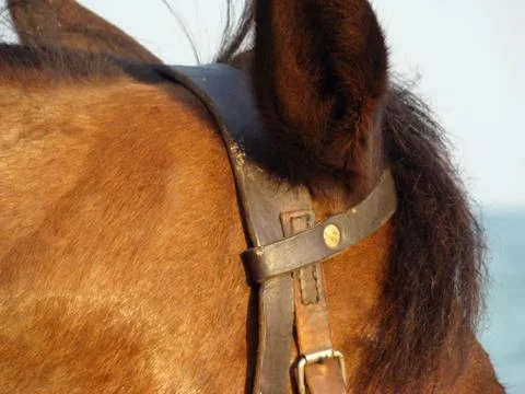 Horse Stock Photos