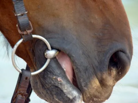 Horse Foto stock