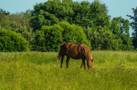 Horse Stock Photos