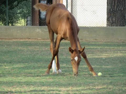 The Horse Stock Photos