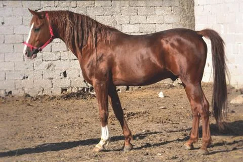 Horse Stock Photos