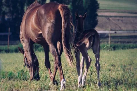 Horse Stock Photos