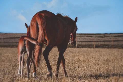 Horse Stock Photos