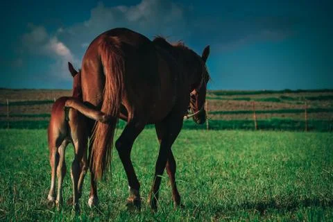 Horse Stock Photos