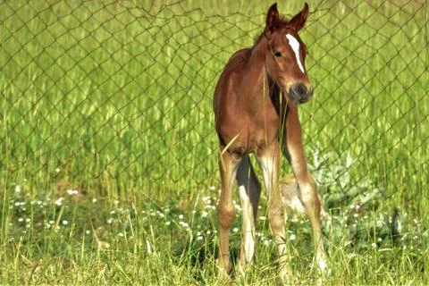 Horse Stock Photos