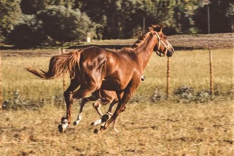 Horse Stock Photos