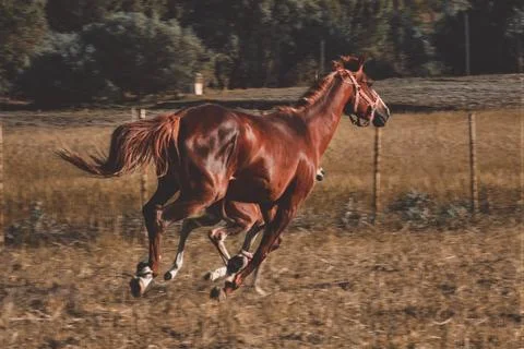 Horse Stock Photos