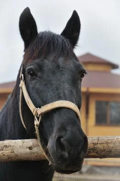 Horse Stock Photos