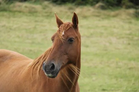 Horse. Stock Photos