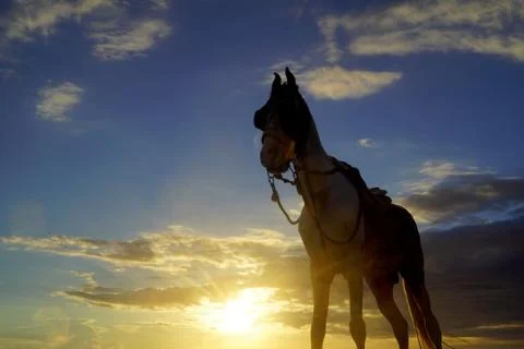 Horse Stock Photos