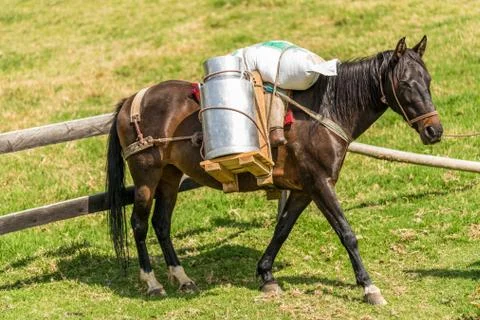 Horse Stock Photos