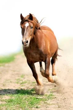 Horse Foto stock