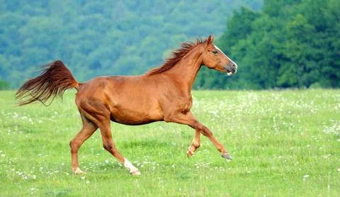 Horse Foto stock