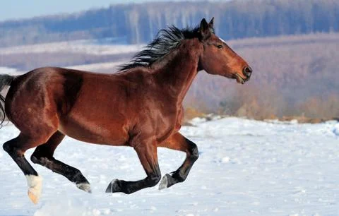 Horse Fotos de archivo