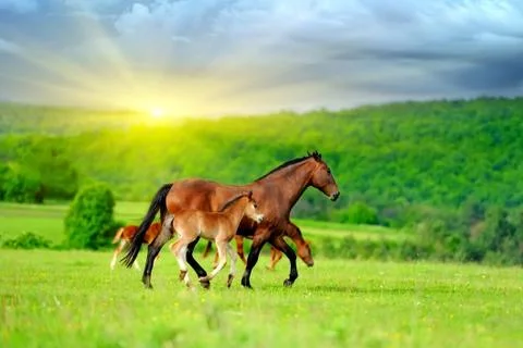 Horse Foto stock