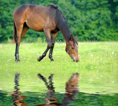 Horse Foto stock