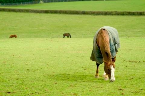 Horse Stock Photos