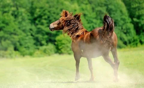 Horse Foto stock