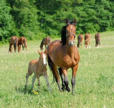 Horse Stock Photos