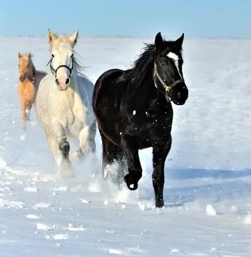 Horse Stock Photos