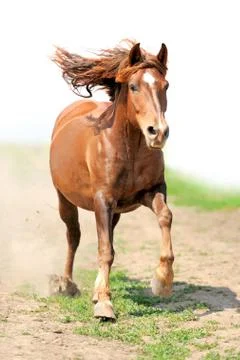 Horse 写真素材