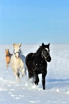 Horse 写真素材