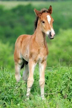 Horse Foto stock