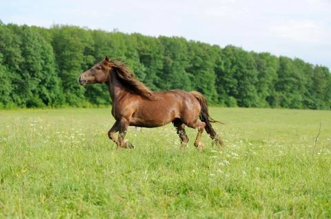 Horse Stock Photos