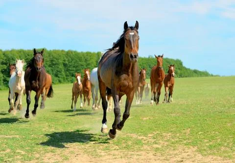 Horse Stock Photos