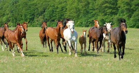 Horse Stock-Fotos
