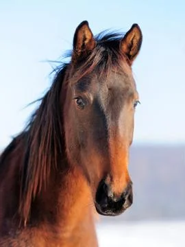 Horse Stock Photos