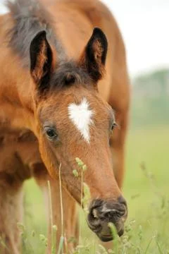 Horse Stock Photos