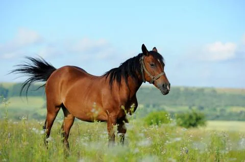 Horse Stock Photos