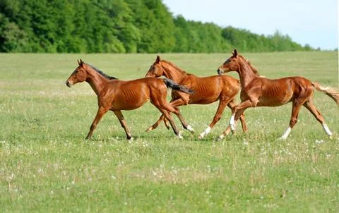 Horse Foto stock