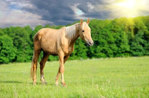 Horse Stock Photos