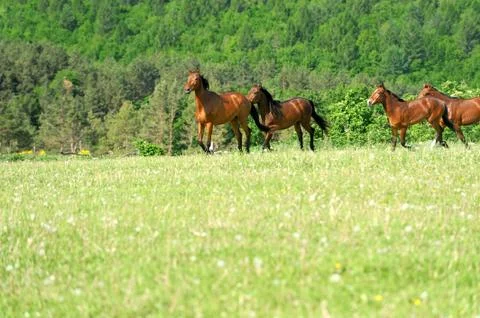 Horse Stock-Fotos