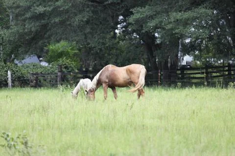 Horse Stock Photos