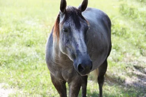Horse Stock Photos