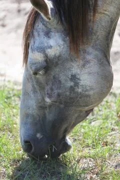 Horse Stock Photos