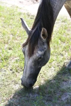 Horse Stock Photos